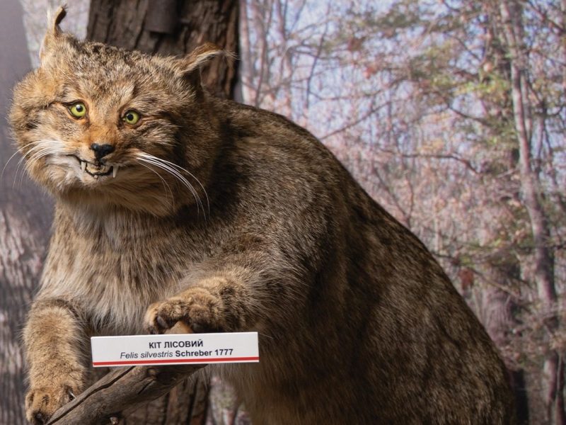 Миколаївський краєзнавчий музей показав опудало рідкісного лісового кота