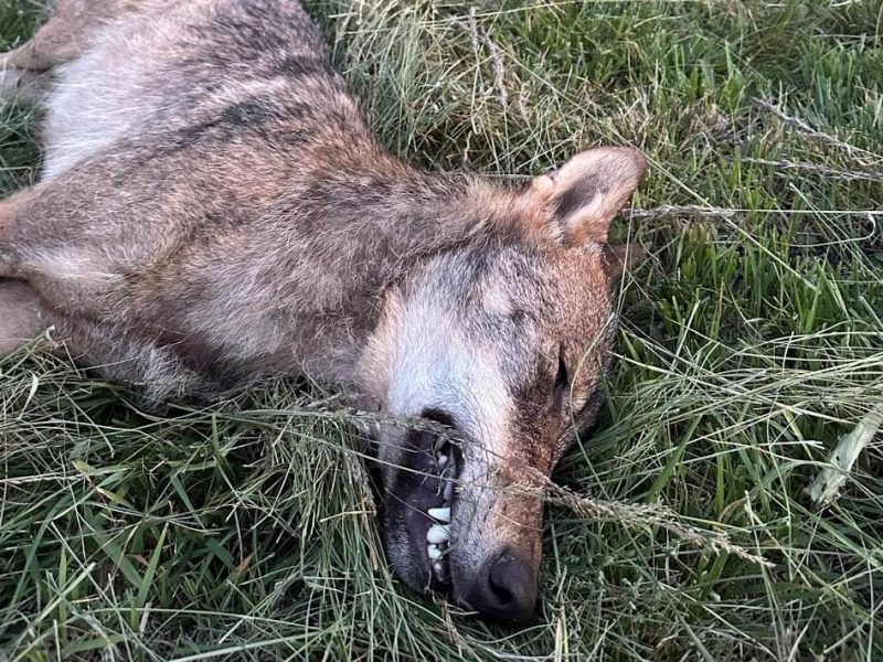 На Львівщині єгер добув вовка, який наводив страх на місцевих жителів (ФОТО)