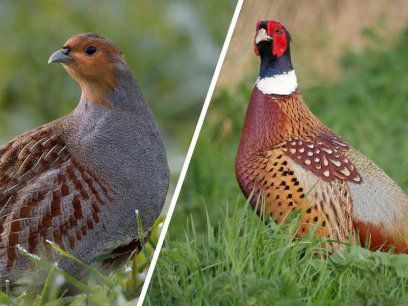 Сіра куріпка та фазан: співмешканці чи суперники в сучасному агроландшафті?