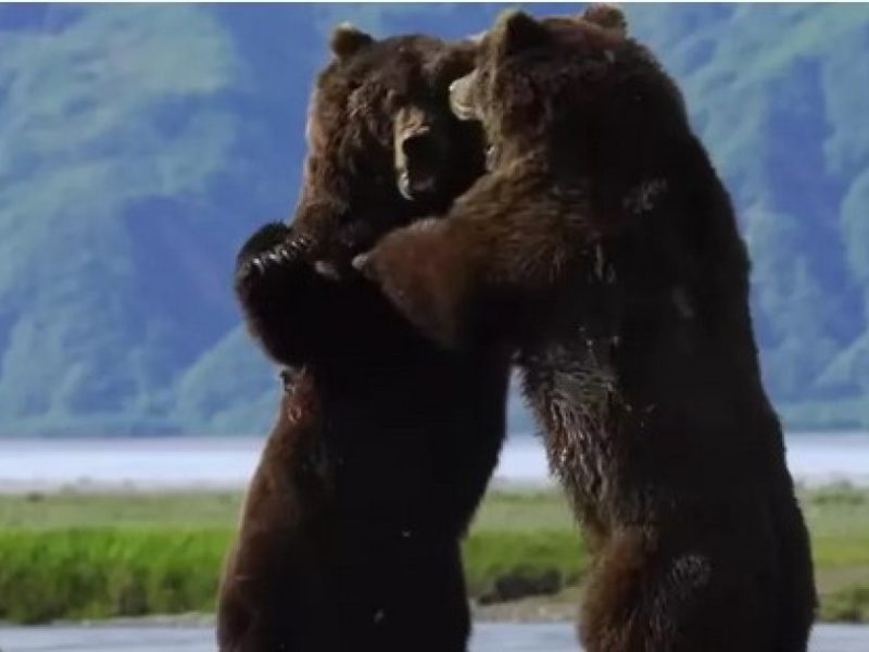 Сутички між ведмедями: зіткнення гігантів у дикій природі (ПІДБІРКА ВІДЕО)