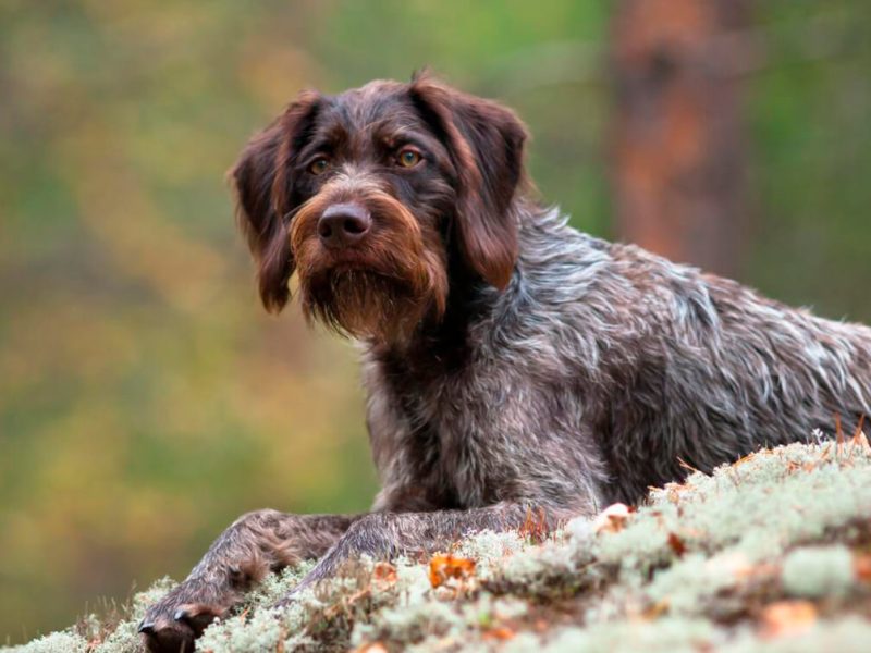 На Хмельниччині відбудеться виставка мисливських собак