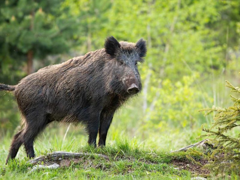 Онлайн-семінар “Контроль африканської чуми свиней у диких кабанів” відбудеться 20 червня