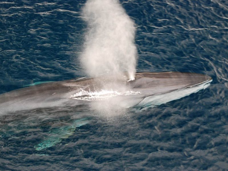 В Ісландії дозволили полювання на 128 китів