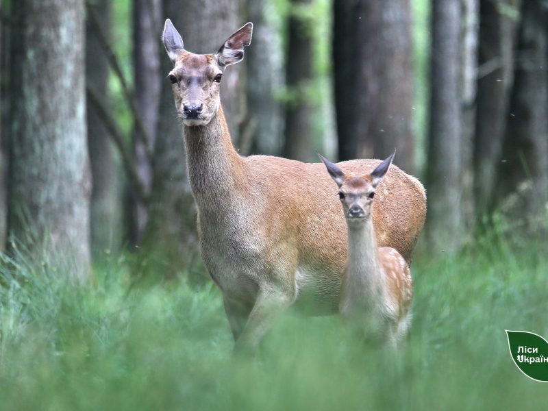 На Житомирщині зафіксовано рекордне поповнення у вольєрі з оленями (ФОТО)