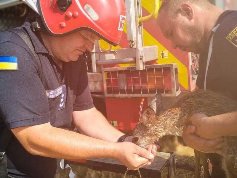 Рятувальники врятували козулю під час гасіння пожежі на Одещині (ФОТО)