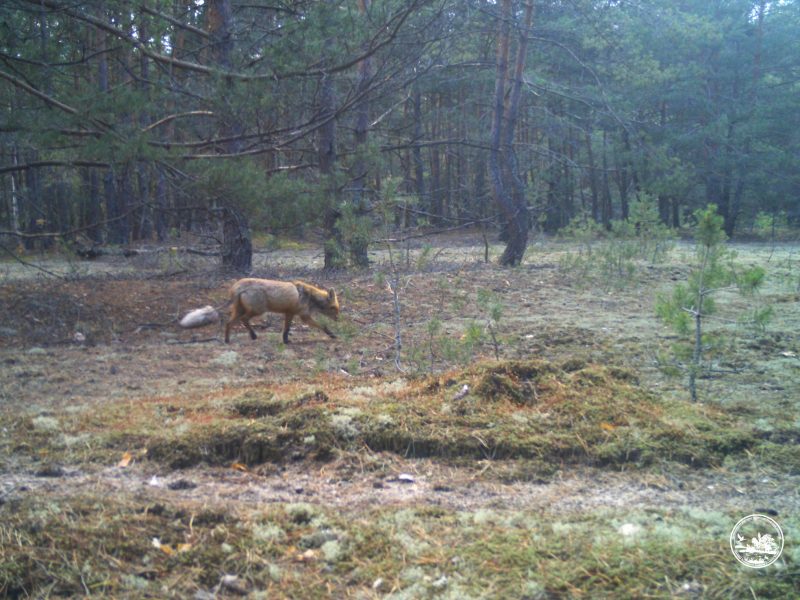 Лисиця з незвичайним виглядом помічена у Чорнобильській зоні (ФОТО)