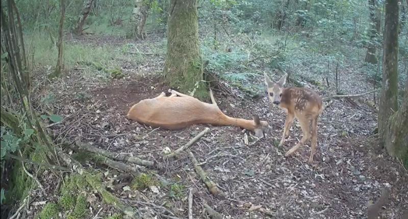 Драма в нідерландському лісі: камера зафіксувала зворушливу поведінку самця козулі біля загиблої самки