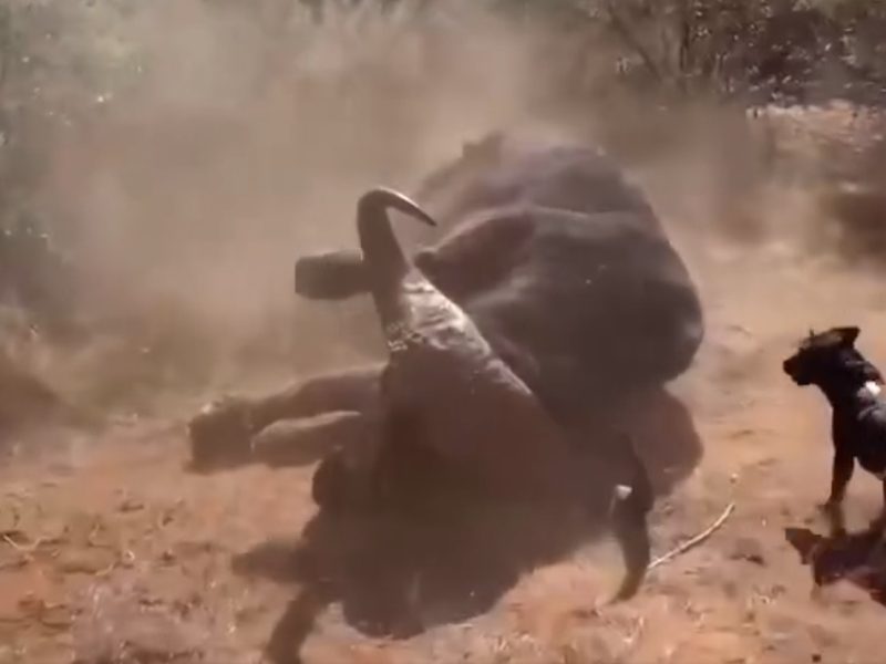 Блискавична реакція врятувала мисливця від атаки буйвола (ВІДЕО)