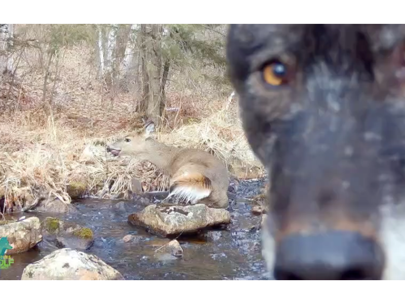 У Міннесоті зафіксували рідкісний момент погоні вовків за оленем (ВІДЕО)