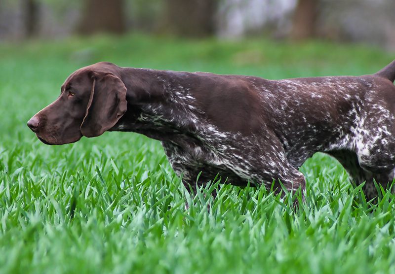 Німеччина зберігає виняток для мисливських собак щодо купірування хвостів