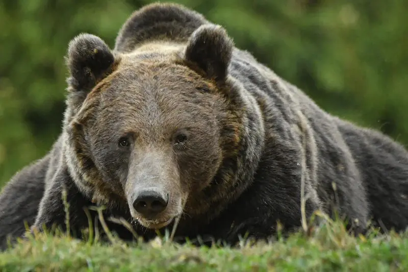 Румунія планує змінити законодавство щодо контролю популяції ведмедів