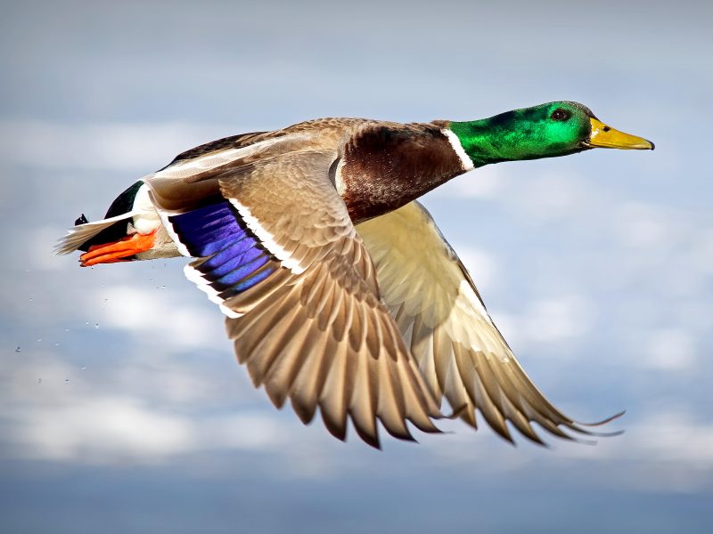 Американські вчені зафіксували рекордну швидкість польоту качки