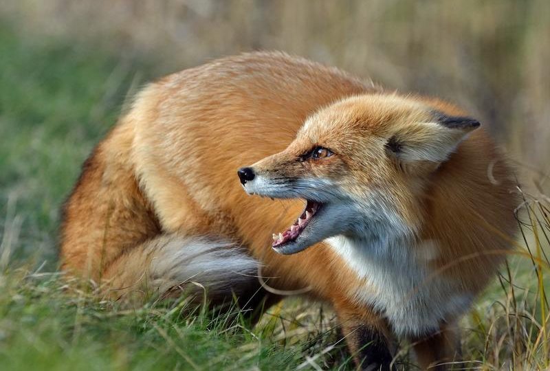 Депутатка закликала владу вирішити проблему нашестя лисиць у передмісті Дніпра