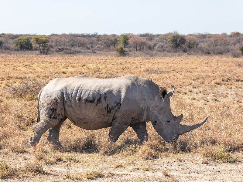 У 12,5 разів більше: експерт пропонує революційний підхід до боротьби з браконьєрством носорогів