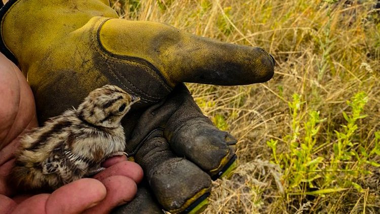 На Миколаївщині рятувальники врятували пташеня фазана під час пожежі сухостою (ФОТО)