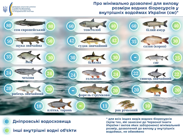 У розпал літнього сезону рибалкам нагадали про мінімально дозволені розміри риби для вилову