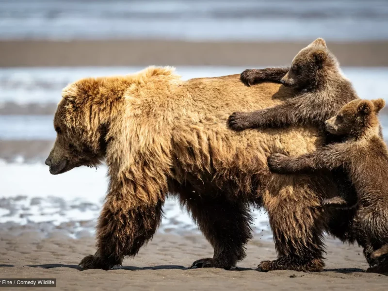 Оголошено фіналістів конкурсу Comedy Wildlife Photography Awards 2024