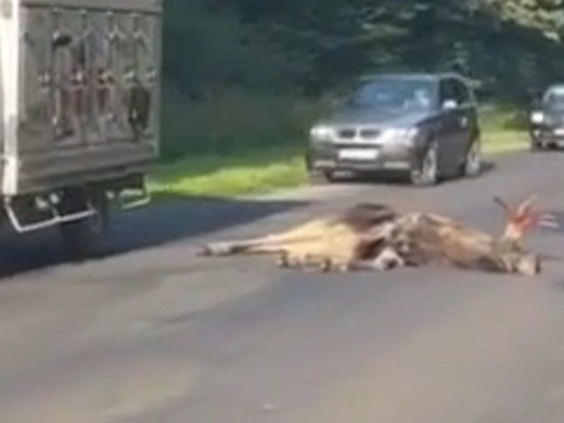 На Львівщині автомобіль збив лося: рух на трасі ускладнено (ВІДЕО)