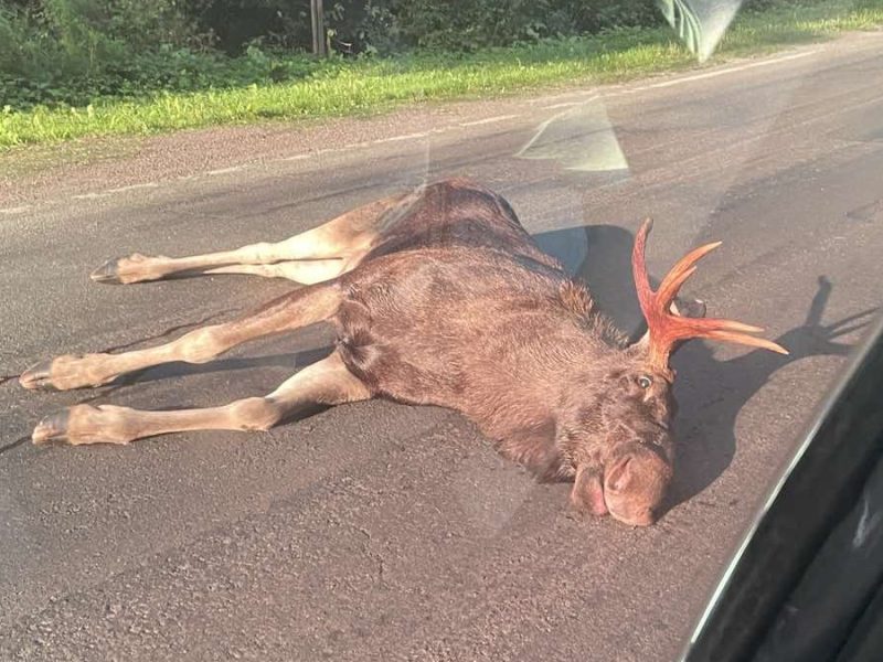 Суд скасував штраф водію, який збив лося на трасі Львів-Краковець