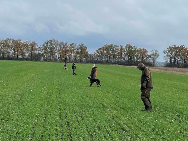 Київські змагання хортих собак по вільному звіру