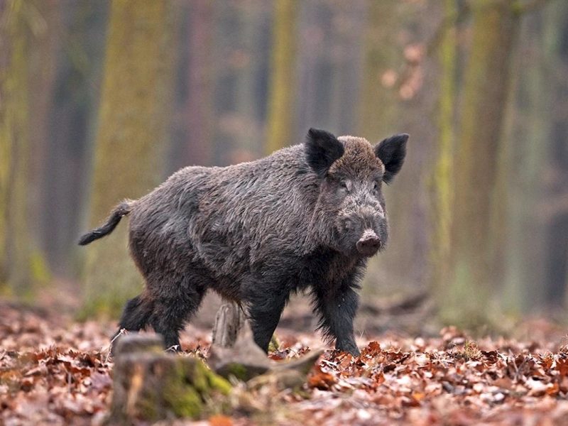 У Хмельницькій області відбудуться випробування мисливських собак по кабану