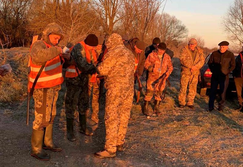 На Прикарпатті популяція лисиць перевищила норму в 20 разів: розпочато регулювання чисельності