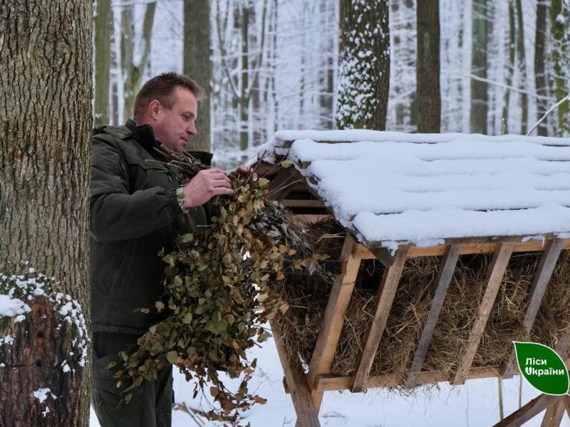 У лісах Буковини, Хмельниччини та Тернопільщини облаштували понад тисячу “їдалень” для диких тварин