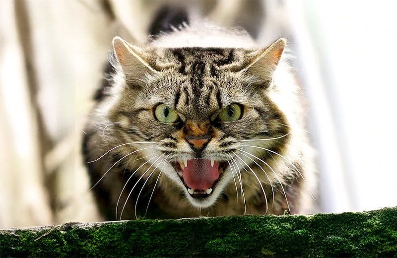 У Кам’янському зареєстровано випадок сказу в людини