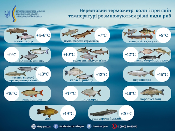 Нерест по градуснику: який температурний режим потрібен різним рибам України
