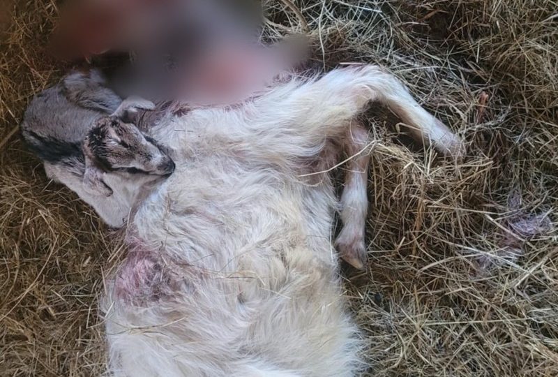 У польських Бещадах ведмеді вбили 21 козу на місцевій сироварні