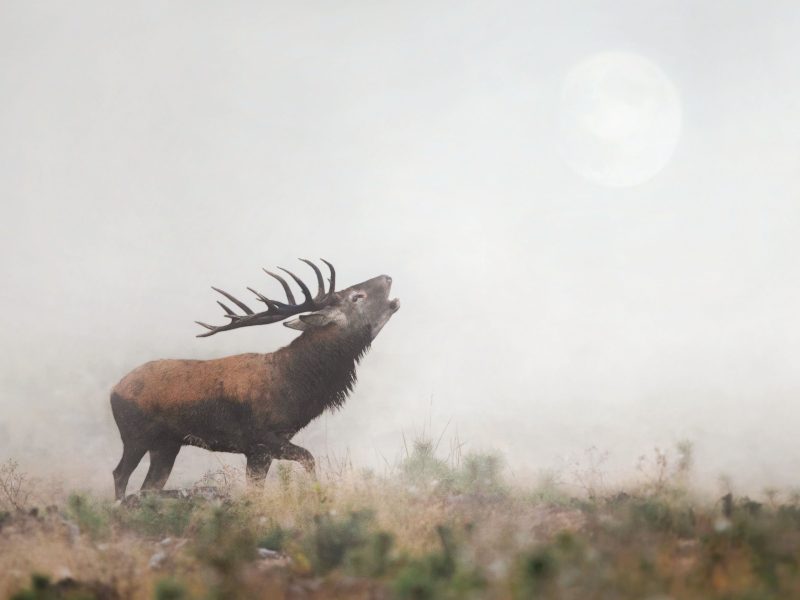Мисливський сезон 2025-2026 отримав офіційне затвердження лімітів