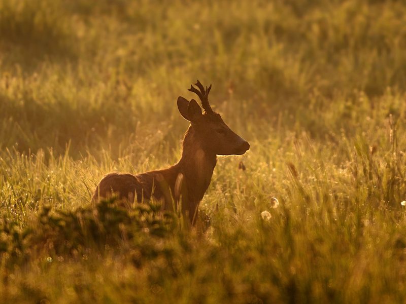 На Закарпатті відкрили мисливський сезон 2025-2026 для контролю популяції диких тварин