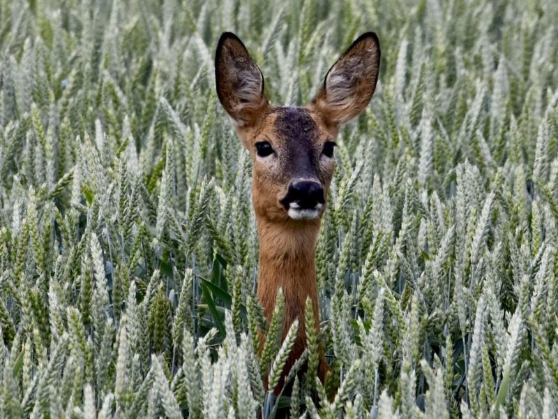 Мисливська галузь отримала нове міністерство, а керівника ДП “Ліси України” затримали за підозрою в незаконному збагаченні
