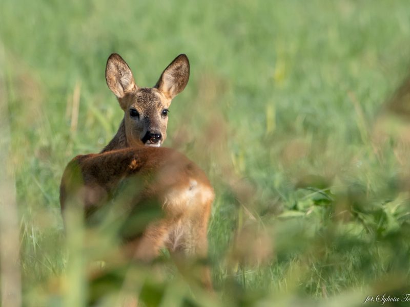 Як громада, журналісти та мисливці відстояли 11 тисяч гектарів угідь на Львівщині