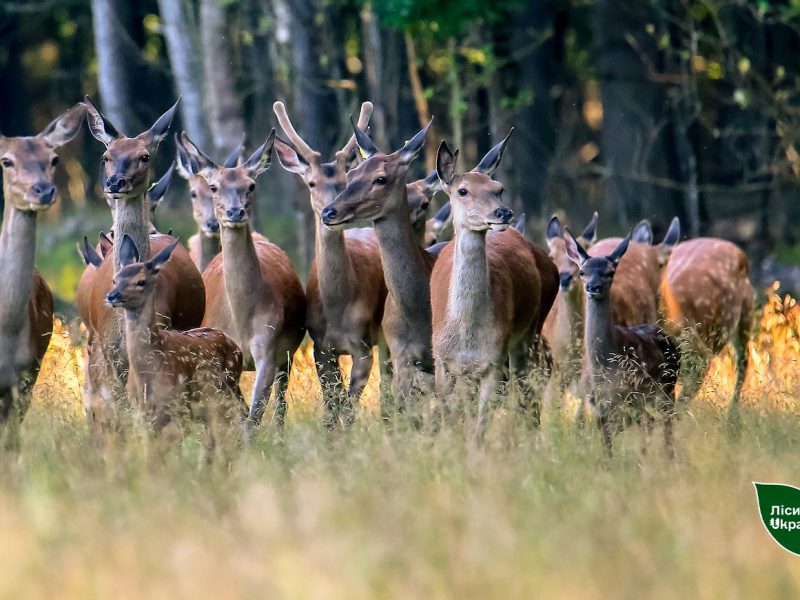 На Житомирщині фіксують удвічі більше молодняка оленя, ніж торік