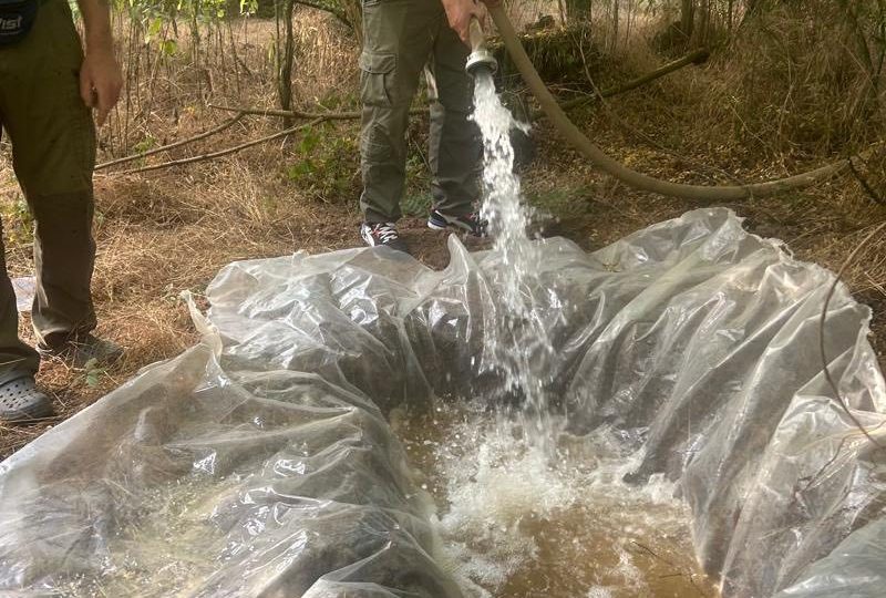 Закарпатські мисливці рятують диких тварин від спеки