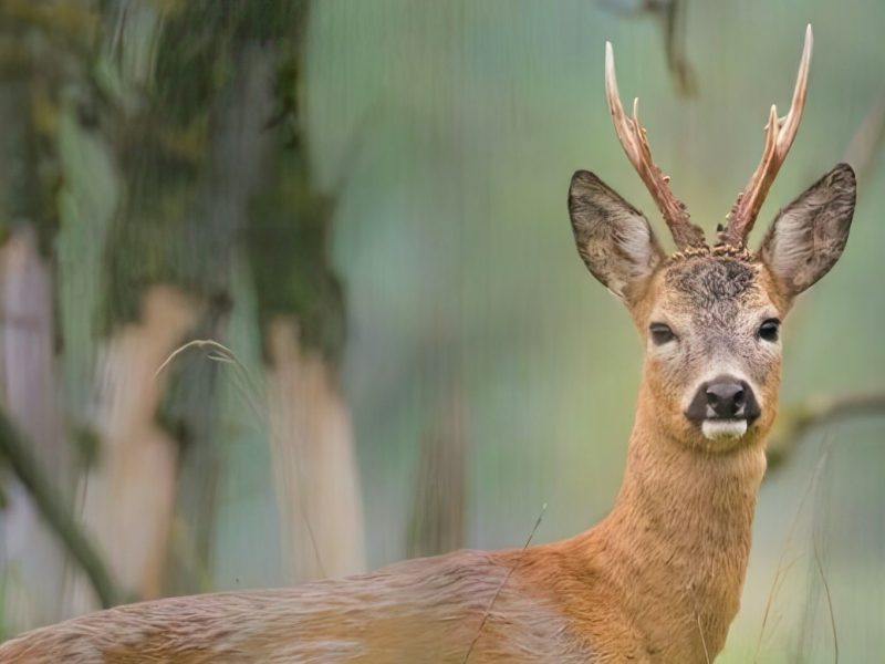 Казка про двох півників: як українські мисливці міряються амбіціями замість порятунку галузі