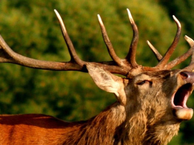 Нідерландські мисливці попереджають про масове полювання вовків на здорових оленів