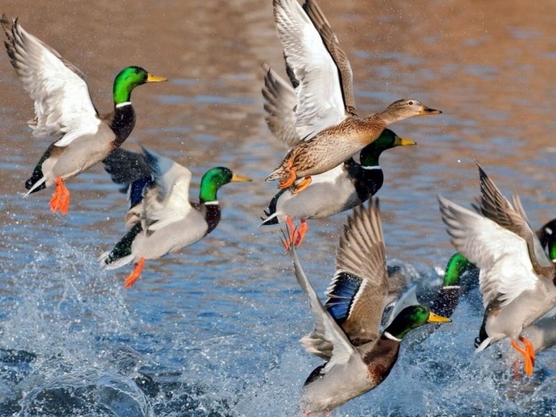 Закарпатські мисливці офіційно розпочали сезон полювання 2025-2026