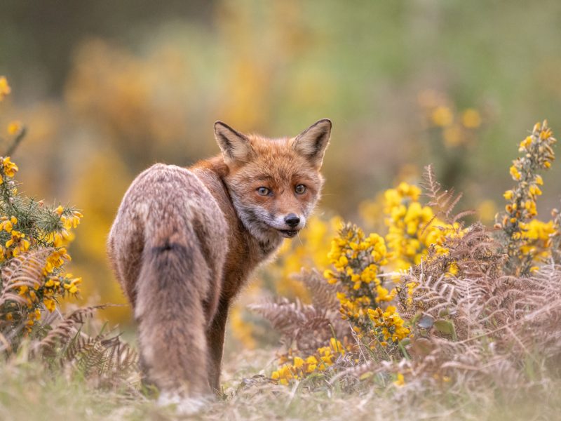 Черкащина третій рік поспіль дозволяє полювання на хижаків