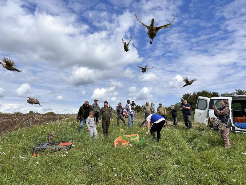 На Львівщині випустили понад 400 волинських фазанів для збагачення місцевої фауни