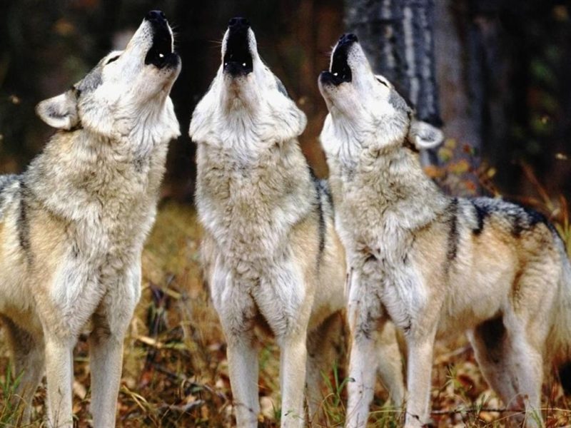 Зграя вовків напала на стадо кіз на Одещині: загинуло 27 тварин