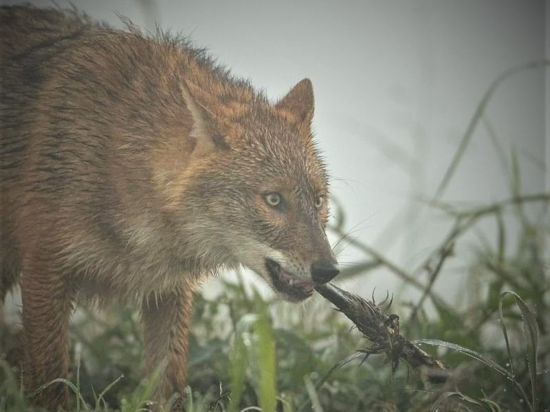 Золоті шакали виявилися біоіндикаторами небезпечних токсинів у довкіллі