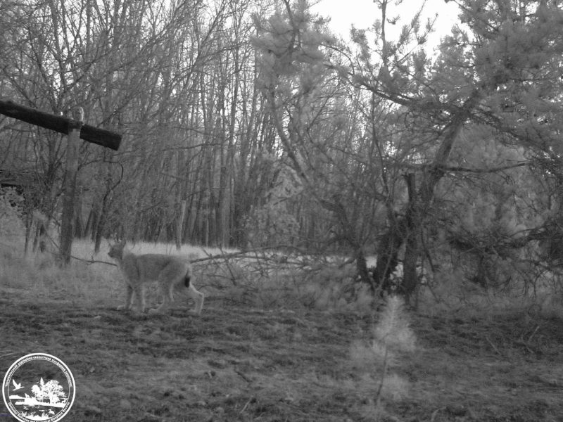 У Чорнобильській зоні фотопастка зафіксувала рідкісну зустріч рисі та сірої сови
