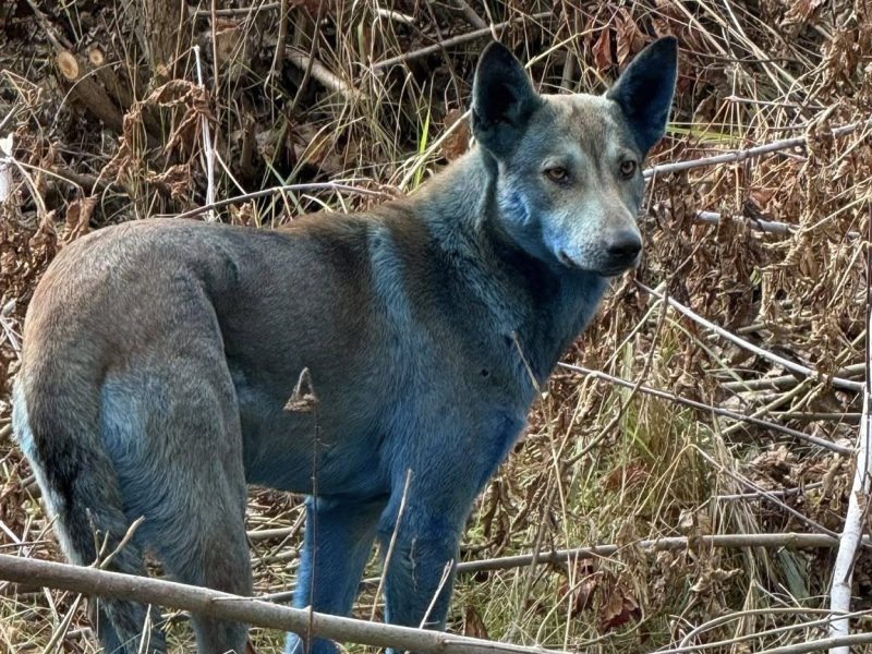 У Чорнобильській зоні відчуження виявили собак із синьою шерстю