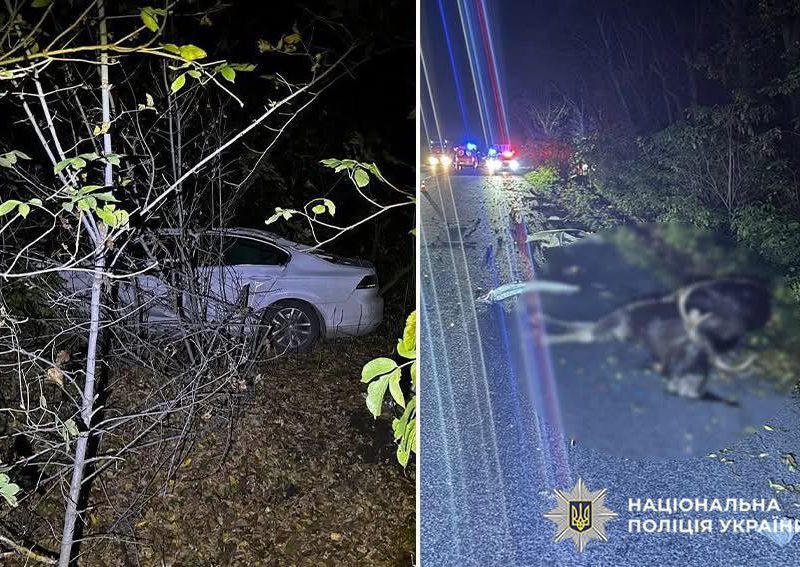 На Хмельниччині водій та лось загинули внаслідок зіткнення на трасі