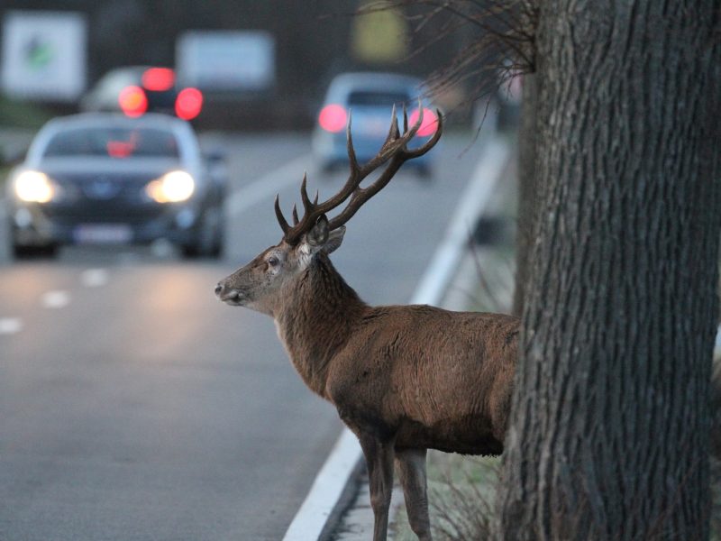 Перехід на зимовий час підвищує ризик зіткнень з дикими тваринами на дорогах