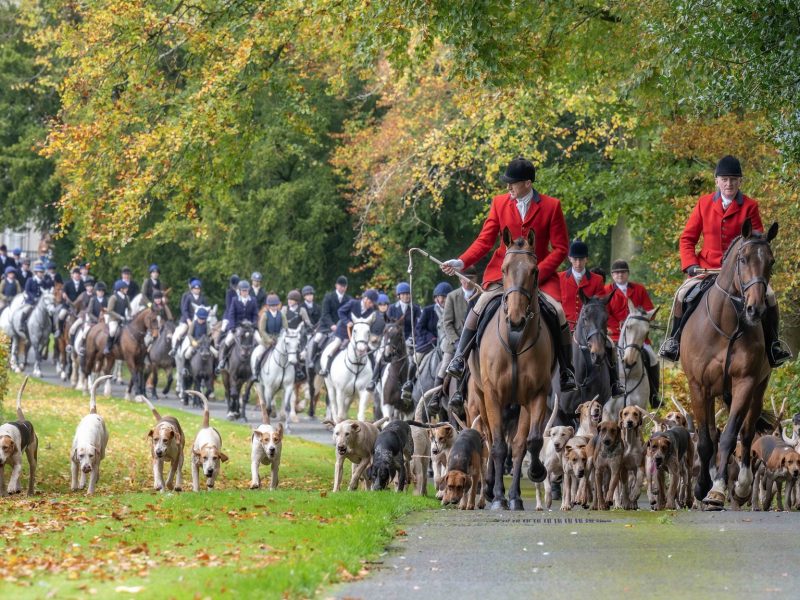 У Великобританії та Ірландії відкрили мисливський сезон: як залучають новачків до традиційного полювання з гончими