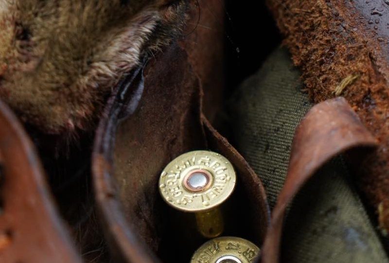 У Швейцарії зберегли традиційне полювання на зайців завдяки політичним компромісам