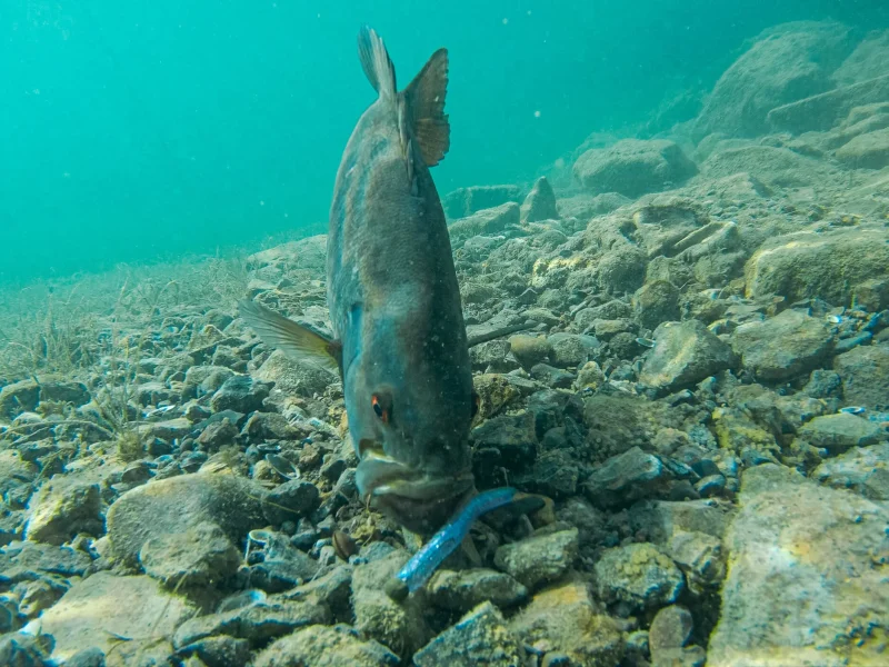 Із 1 листопада в Україні стартує заборона на рибалку у зимувальних ямах